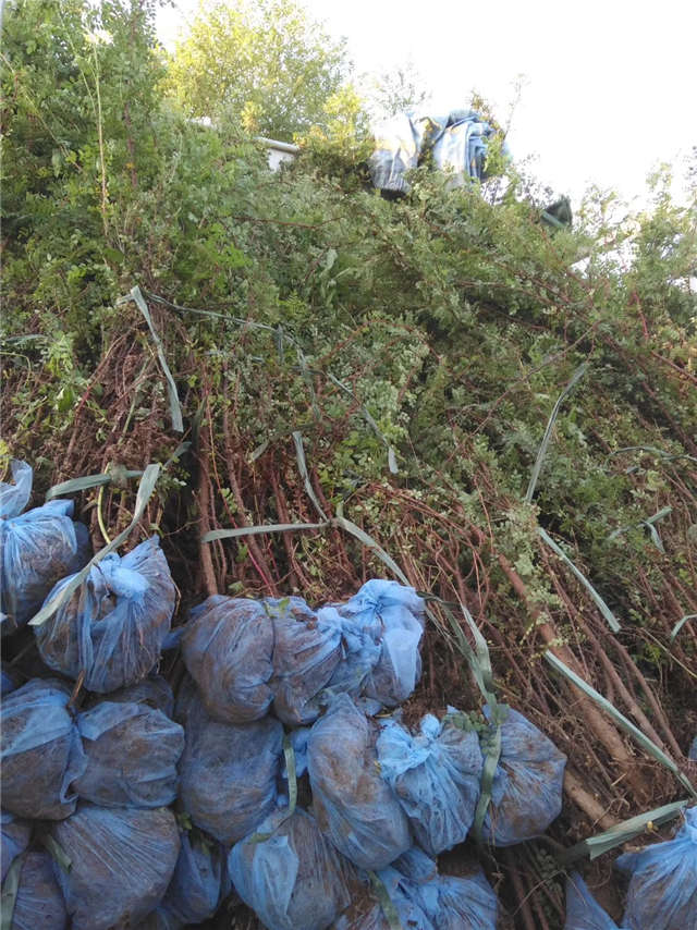 黃刺玫裝車現場實拍