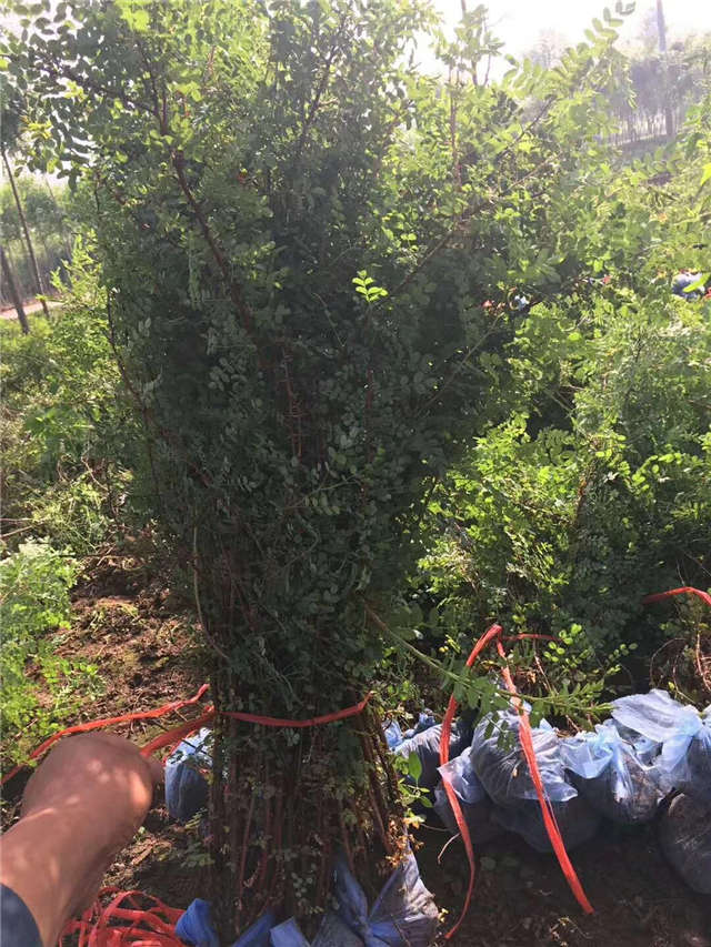 黃刺玫裝車現場實拍