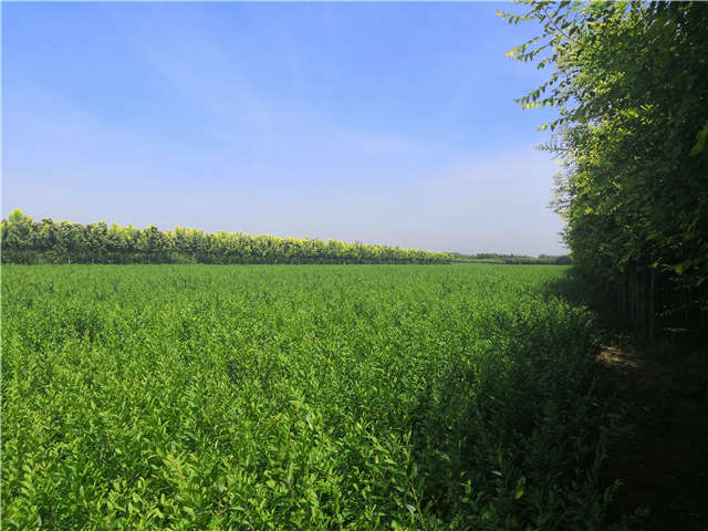 沭陽長景園林水蠟種植基地實拍圖片