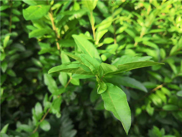 沭陽長景園林水蠟種植基地實拍圖片