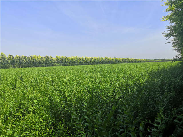 沭陽長景園林水蠟種植基地實拍圖片