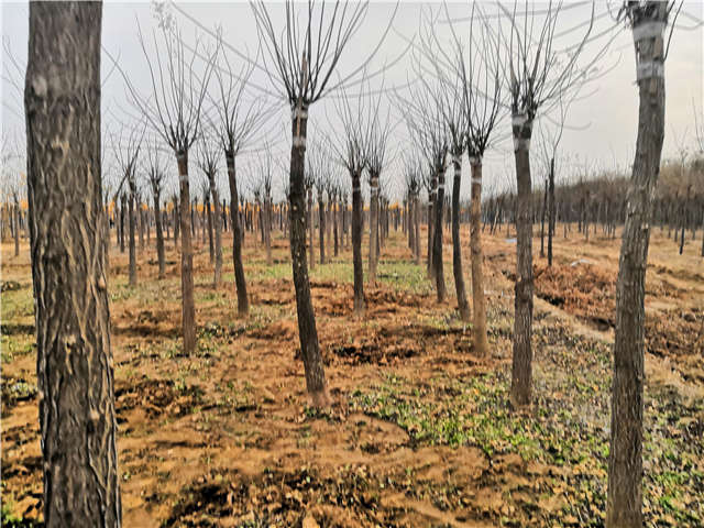 沭陽長景園林高接金葉槐種植基地實拍圖片