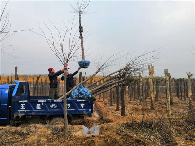 沭陽長景園林高接金葉槐種植基地實拍圖片
