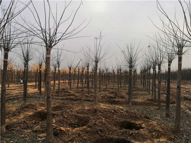 沭陽長景園林高接金葉槐種植基地實拍圖片