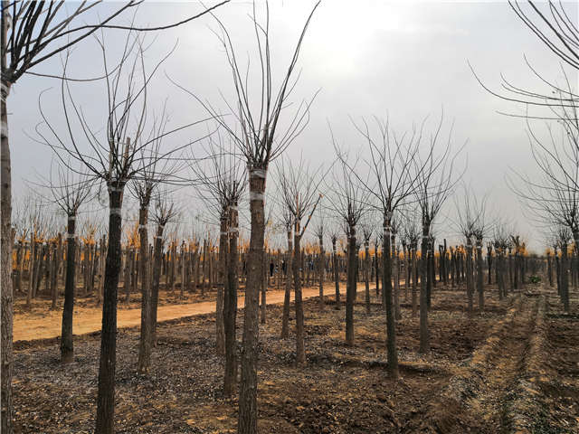 沭陽長景園林高接金葉槐種植基地實拍圖片