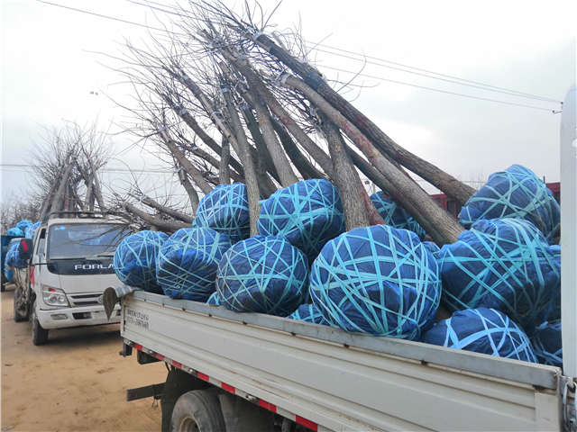 沭陽長景園林高接金葉槐種植基地實拍圖片