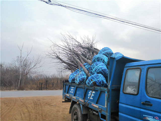 沭陽長景園林高接金葉槐種植基地實拍圖片
