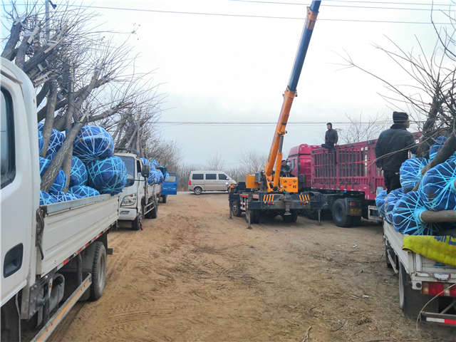 沭陽長景園林高接金葉槐種植基地實拍圖片