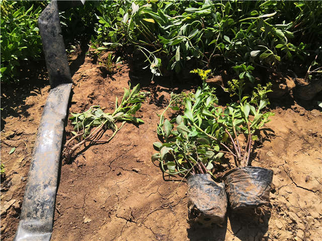 沭陽長(zhǎng)景園林三七景天種植基地實(shí)拍圖片