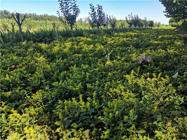 沭陽長(zhǎng)景園林三七景天種植基地實(shí)拍圖片