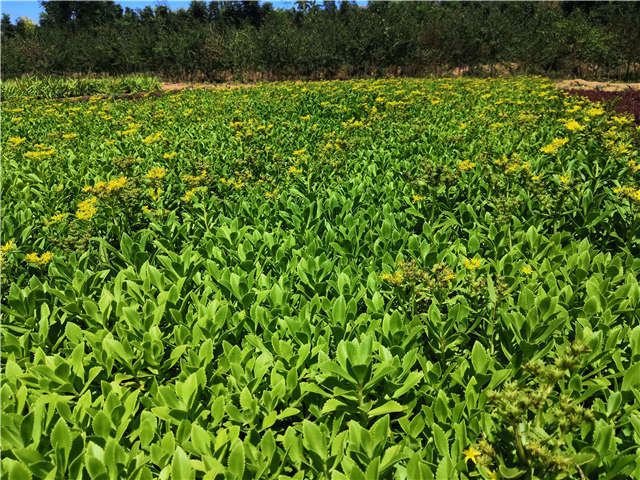沭陽長(zhǎng)景園林三七景天種植基地實(shí)拍圖片