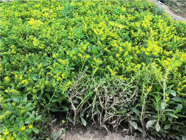 沭陽長(zhǎng)景園林三七景天種植基地實(shí)拍圖片