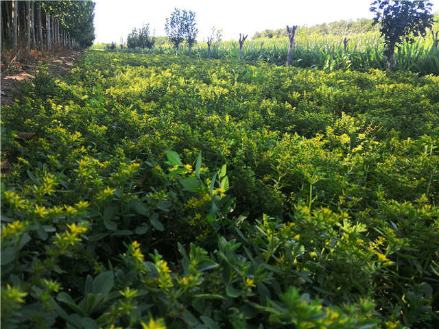 沭陽長(zhǎng)景園林三七景天種植基地實(shí)拍圖片