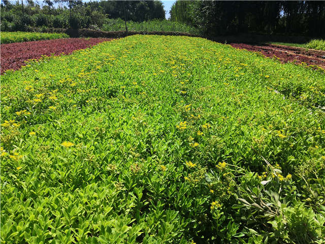 沭陽長(zhǎng)景園林三七景天種植基地實(shí)拍圖片