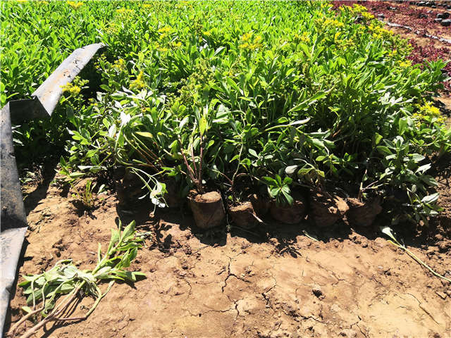 沭陽長(zhǎng)景園林三七景天種植基地實(shí)拍圖片