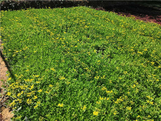 沭陽長(zhǎng)景園林三七景天種植基地實(shí)拍圖片