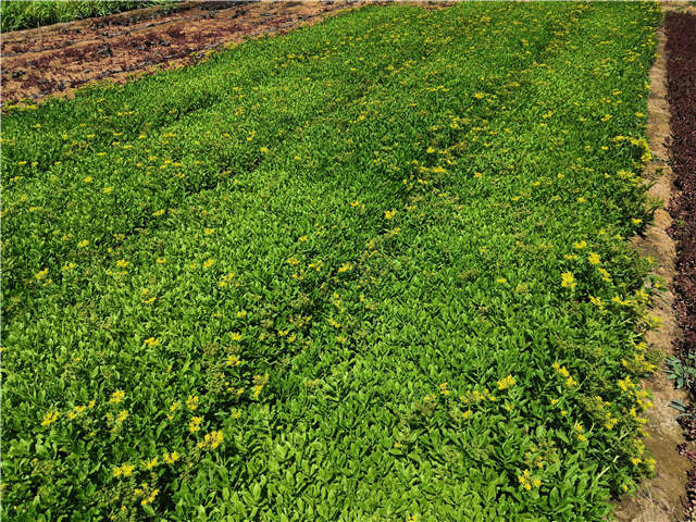 沭陽長(zhǎng)景園林三七景天種植基地實(shí)拍圖片