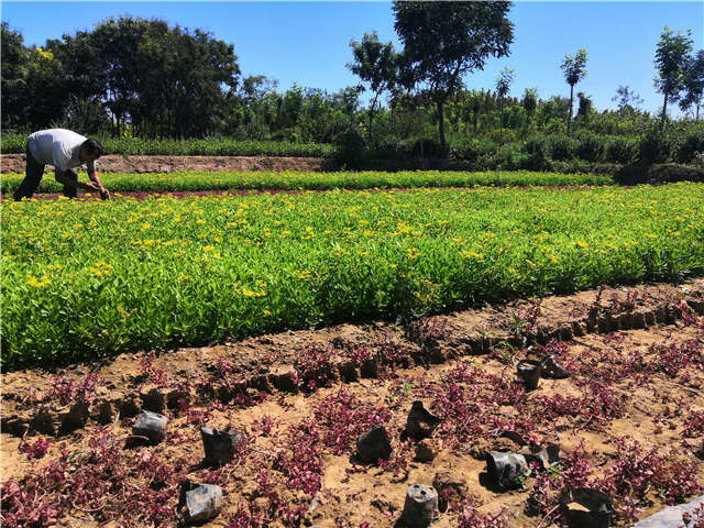 沭陽長(zhǎng)景園林三七景天種植基地實(shí)拍圖片