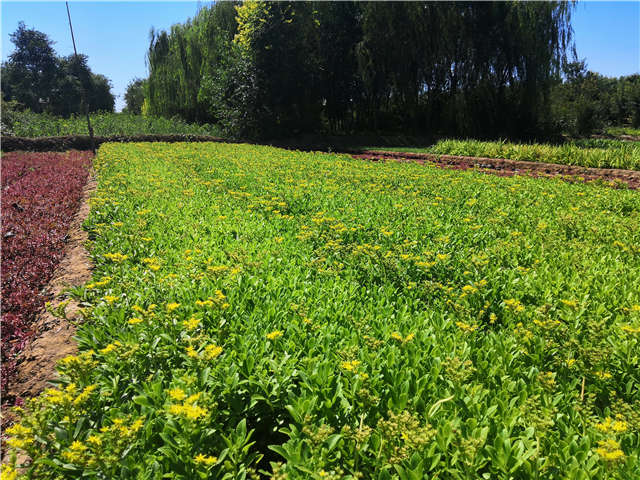 沭陽長(zhǎng)景園林三七景天種植基地實(shí)拍圖片