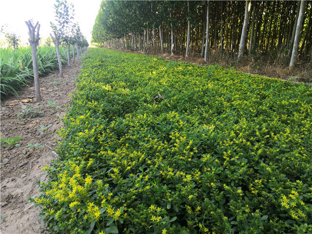 沭陽長(zhǎng)景園林三七景天種植基地實(shí)拍圖片