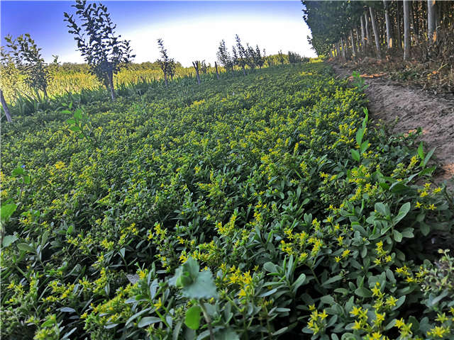 沭陽長(zhǎng)景園林三七景天種植基地實(shí)拍圖片