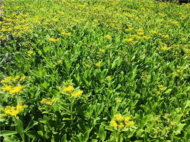 沭陽長(zhǎng)景園林三七景天種植基地實(shí)拍圖片