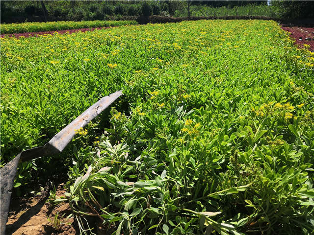 沭陽長(zhǎng)景園林三七景天種植基地實(shí)拍圖片