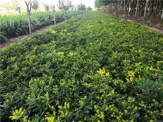 沭陽長(zhǎng)景園林三七景天種植基地實(shí)拍圖片