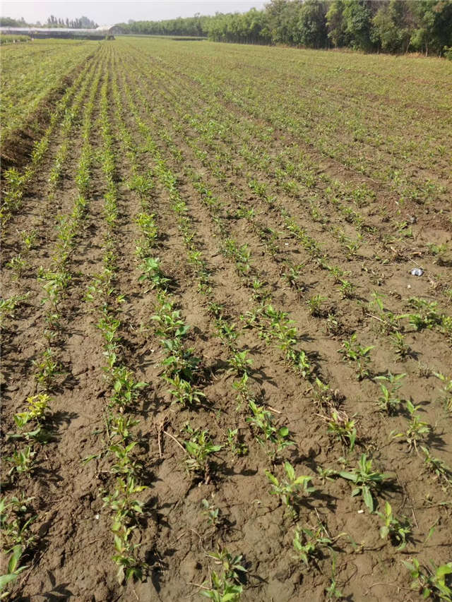 紅瑞木種植基地實(shí)拍