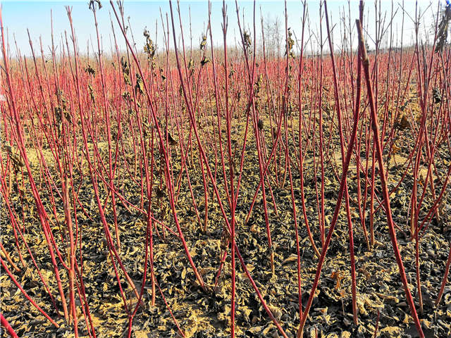 紅瑞木種植基地實(shí)拍