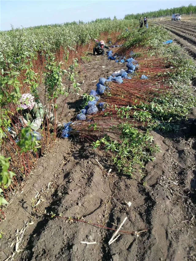 紅瑞木挖苗現(xiàn)場(chǎng)等待裝車