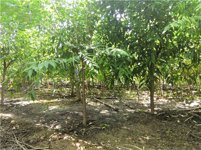 沭陽長景園林山桃種植基地實拍圖片