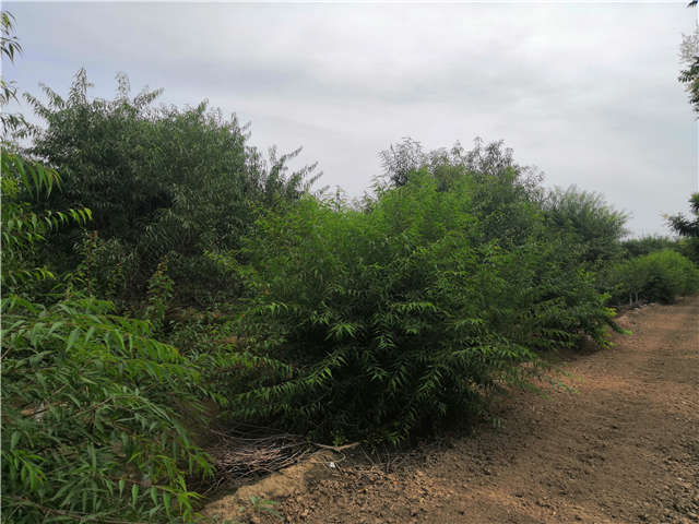 沭陽長景園林山桃種植基地實拍圖片