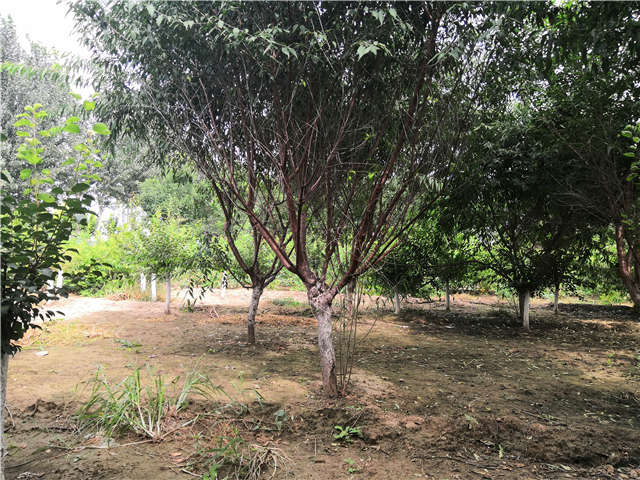 沭陽長景園林山桃種植基地實拍圖片