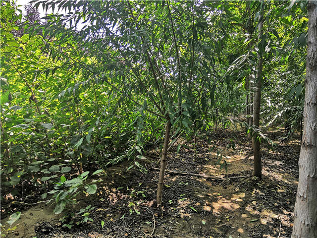 沭陽長景園林山桃種植基地實拍圖片