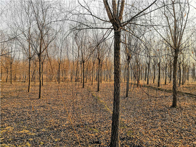 原生發(fā)冒垂柳基地實拍