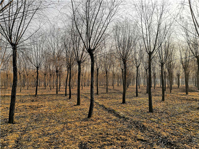 原生發(fā)冒垂柳基地實拍