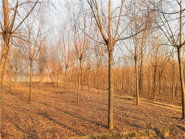 原生發(fā)冒垂柳基地實拍