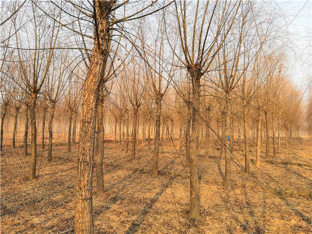 原生發(fā)冒垂柳基地實拍