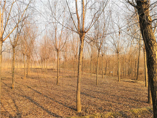 原生發(fā)冒垂柳基地實拍