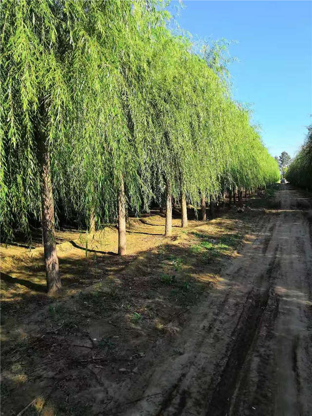 嫁接垂柳基地實拍