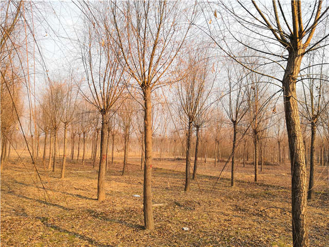 原生發(fā)冒垂柳基地實拍