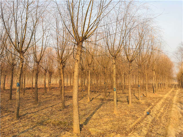 原生發(fā)冒垂柳基地實拍