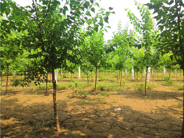 沭陽長景園林山杏種植基地實拍圖片
