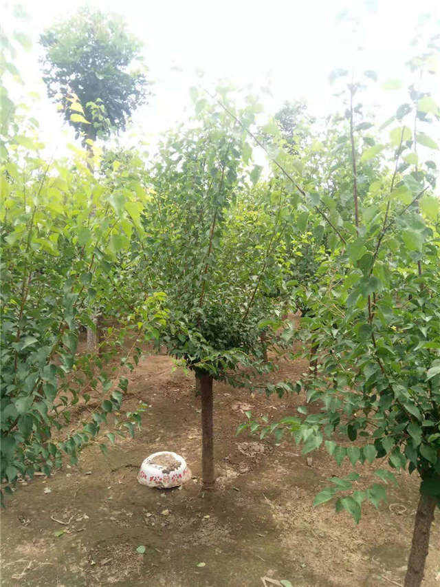 沭陽長景園林山杏種植基地實拍圖片