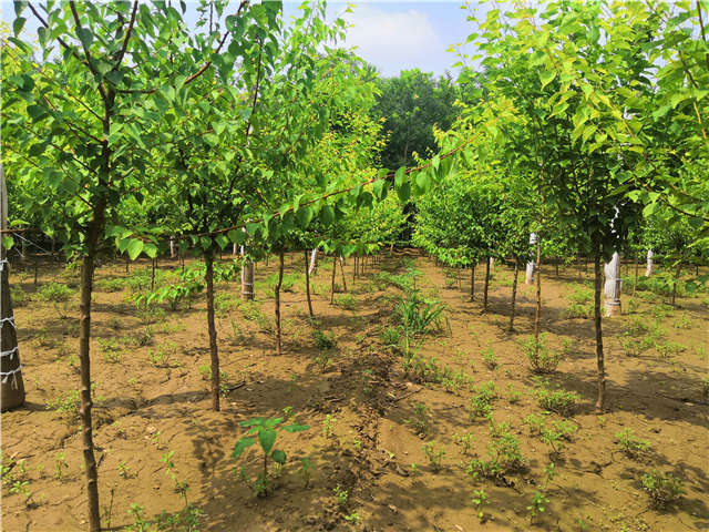 沭陽長景園林山杏種植基地實拍圖片