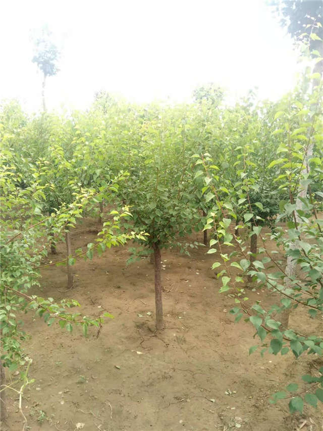 沭陽長景園林山杏種植基地實拍圖片