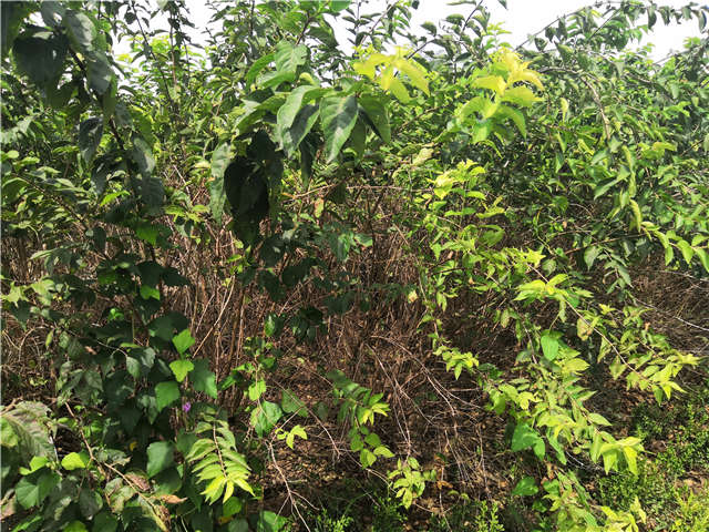 沭陽長景園林金銀木種植基地實拍圖片