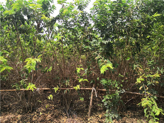 沭陽長景園林金銀木種植基地實拍圖片