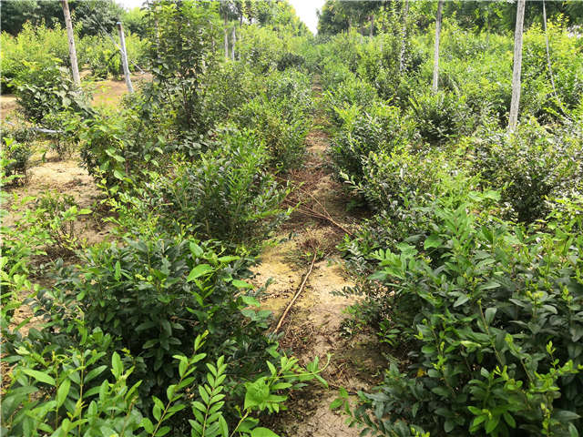 沭陽長景園林水蠟球種植基地實拍圖片